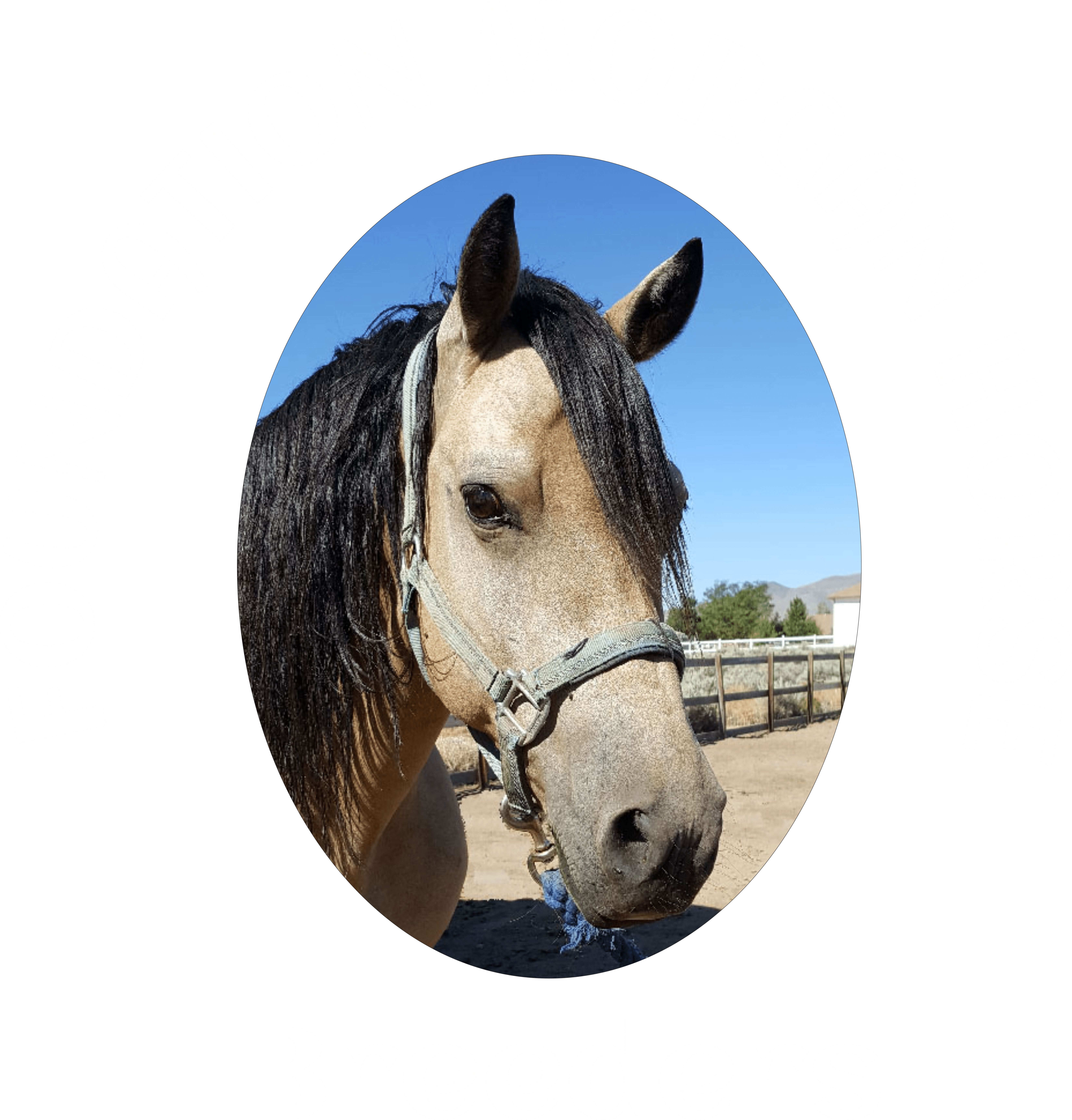 foundation morgan breeders horse logo